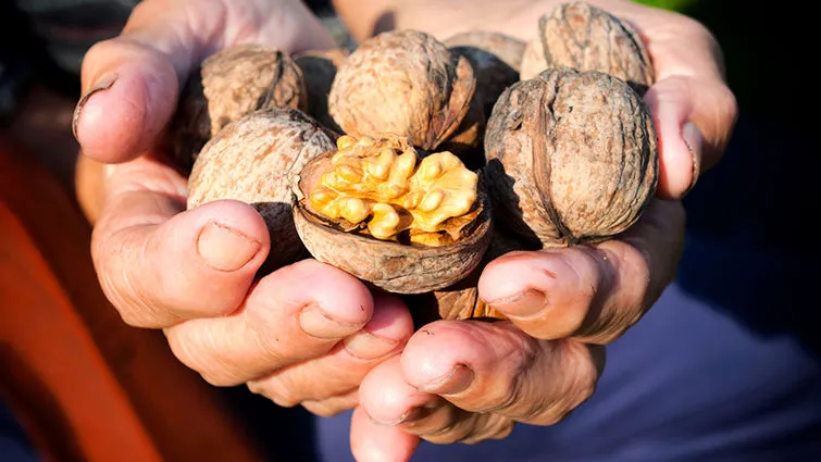 Nutrition Walnuts