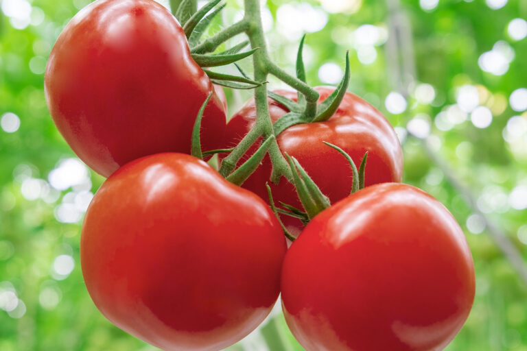 Nutrition Tomato: Top 5 Health Benefits and All You Should Know