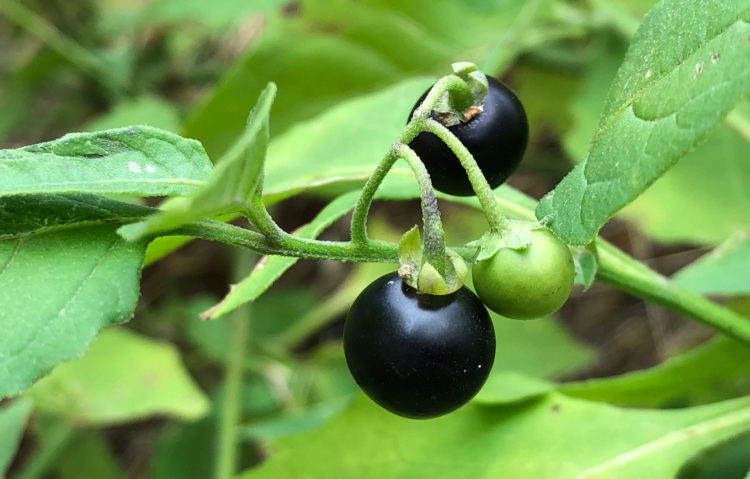 Dark Berries