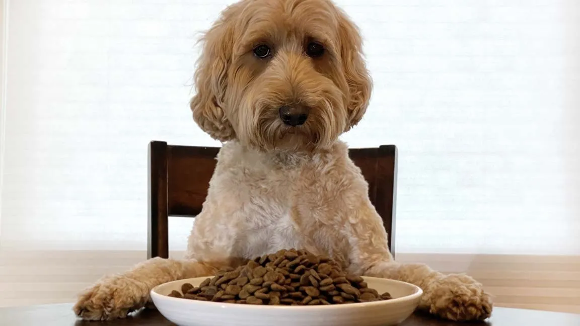 Best Food for Goldendoodle