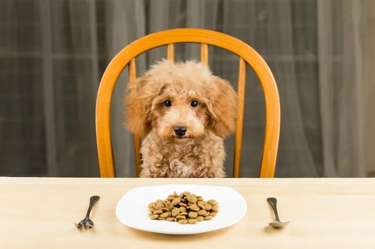 Best Food for Goldendoodle