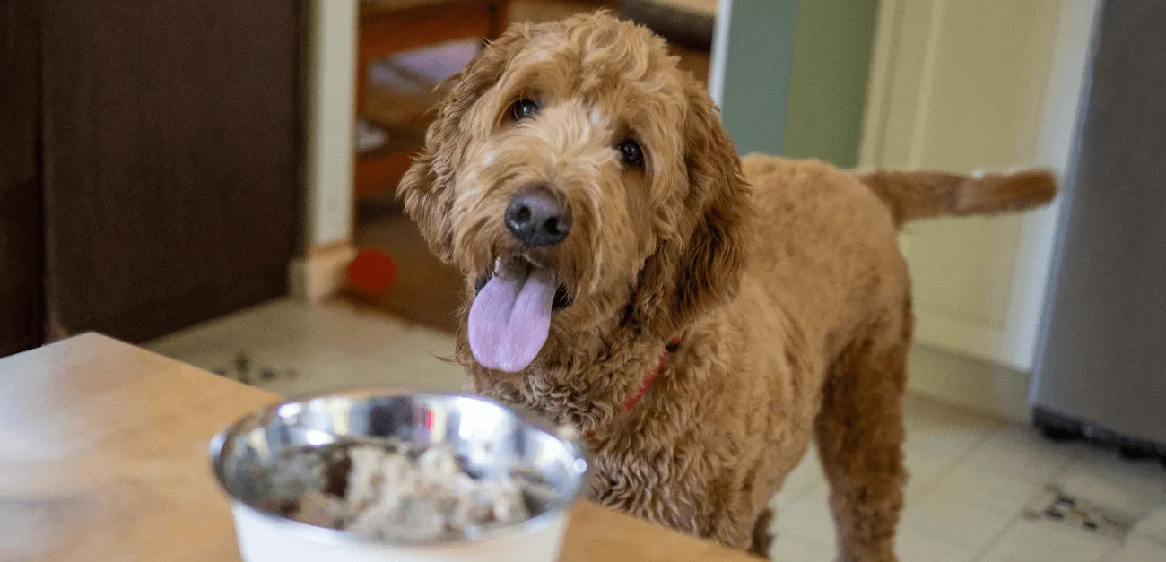 Dry Kibble or Wet Options