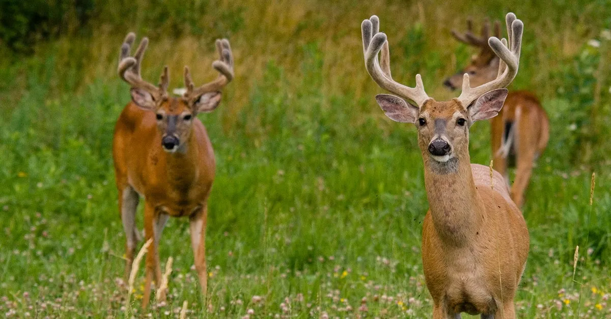 Food Plots for Deer