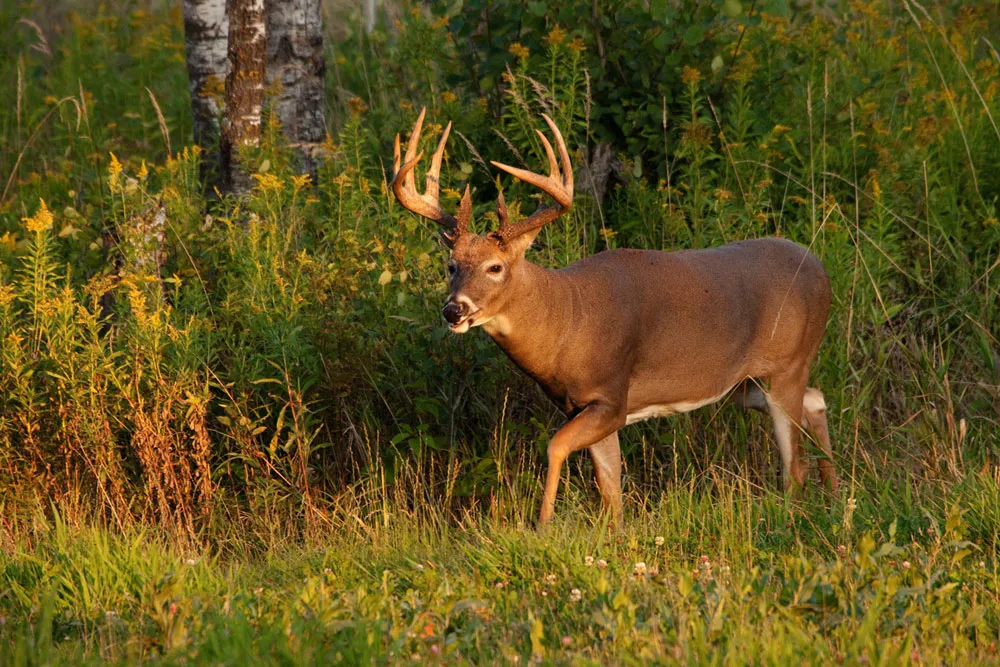 Food Plots for Deer