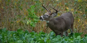 Food Plots for Deer