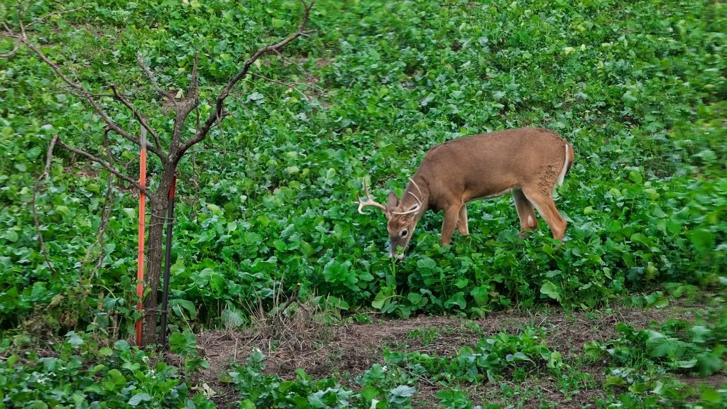 food plots for deer