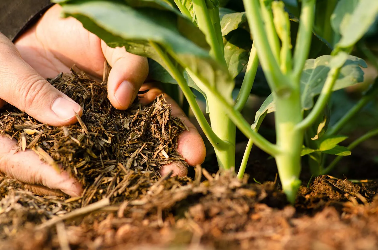 food plots for deer