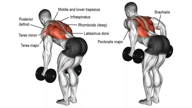 Back Workout with Dumbbells